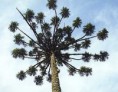 /album/galeria-de-fotos/araucaria-angustifolia-06-1999-1-jpg/